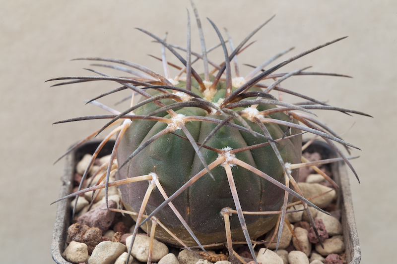 Gymnocalycium spegazzinii 