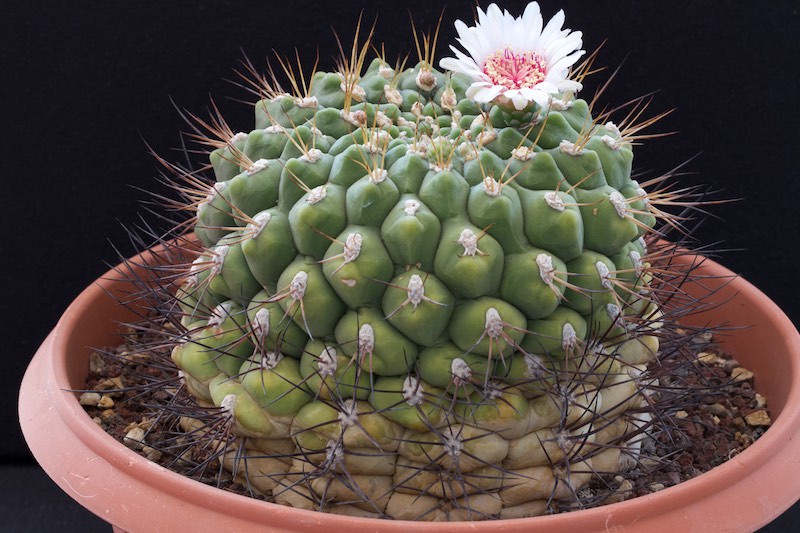 Gymnocalycium pflanzii 