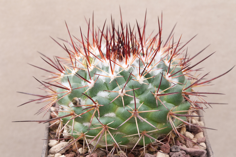Mammillaria petrophila LAU 52