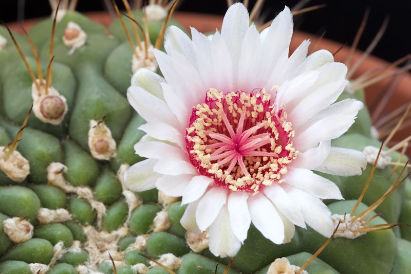 Gymnocalycium pflanzii 