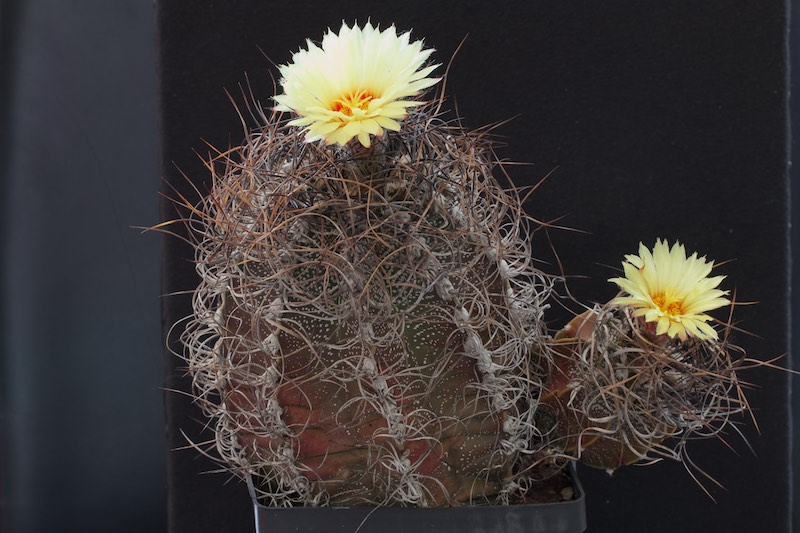 Astrophytum capricorne 