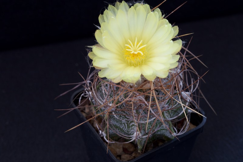 Astrophytum capricorne cv. Crassispinoides 