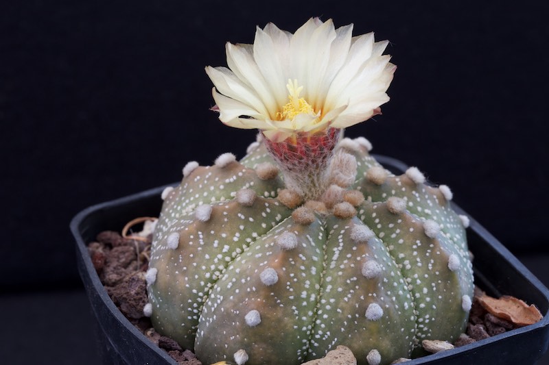 Astrophytum asterias 