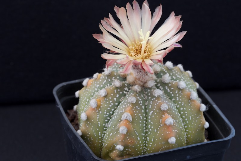 Astrophytum asterias hybrid 