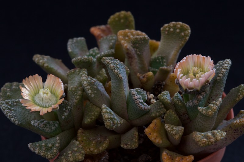 Titanopsis calcarea 