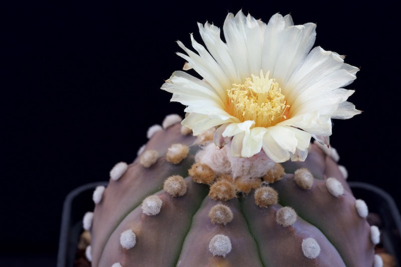 Astrophytum asterias cv. Ruri Kabuto 