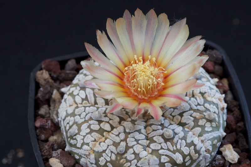 Astrophytum asterias cv. super kabuto v-type 