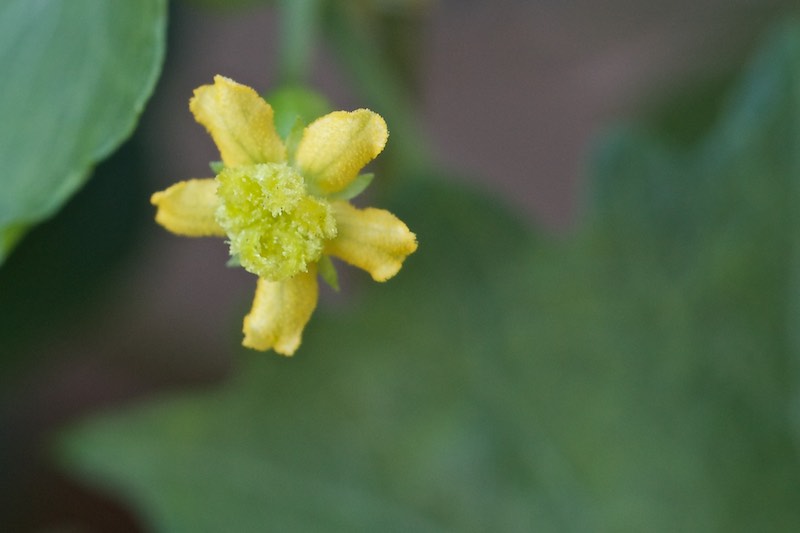 Ibervillea lindheimeri 