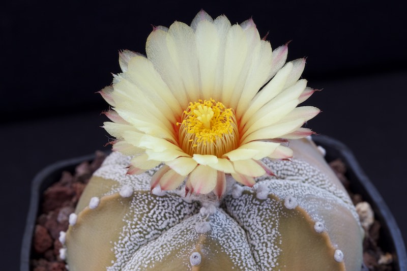 Astrophytum asterias x coahuilense 