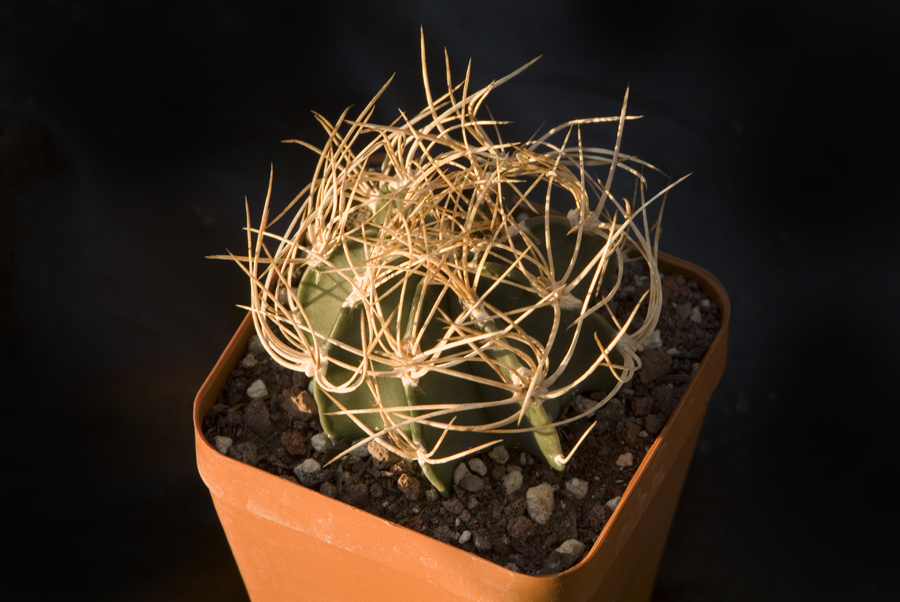 Astrophytum capricorne v. aureum 