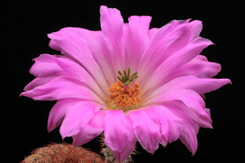 Echinocereus rigidissimus 