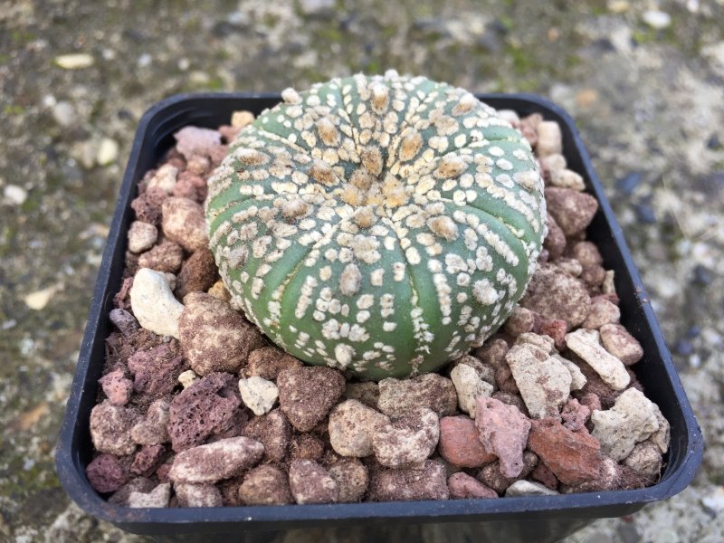 Astrophytum asterias cv. super kabuto 