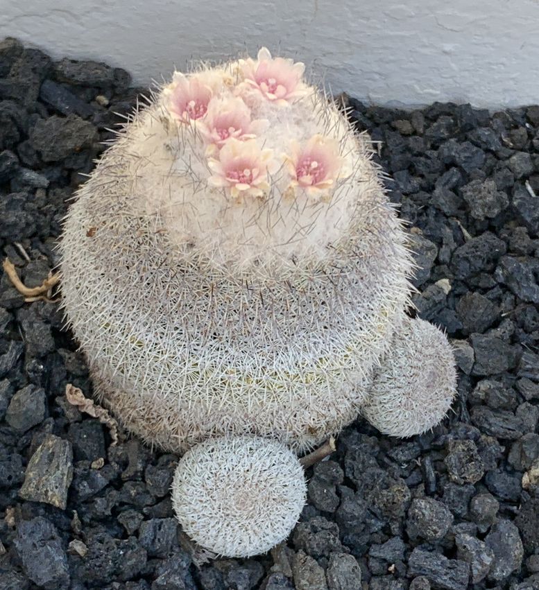 Epithelantha micromeris v. unguispina 