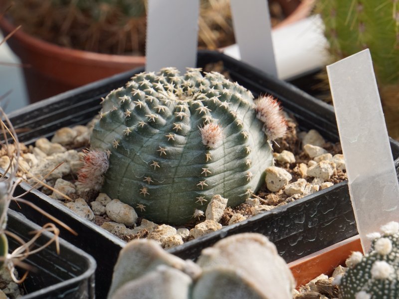 Echinocereus pulchellus 