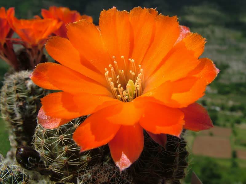 Rebutia pygmaea v. friedrichiana 