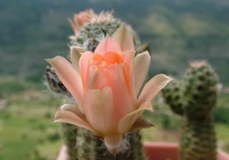 Rebutia pygmaea MN229