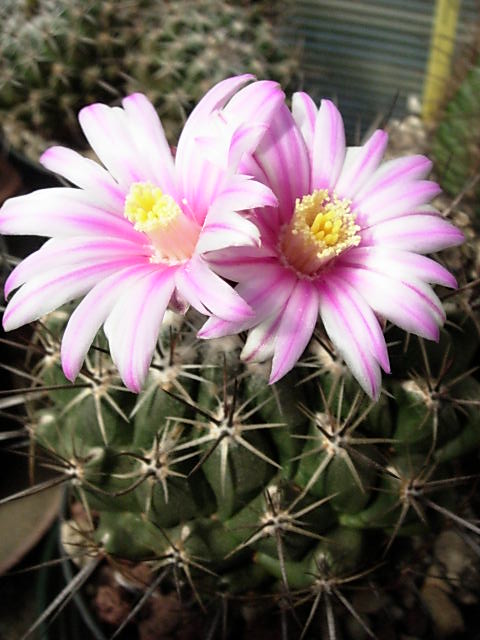 Thelocactus conothelos SB 302