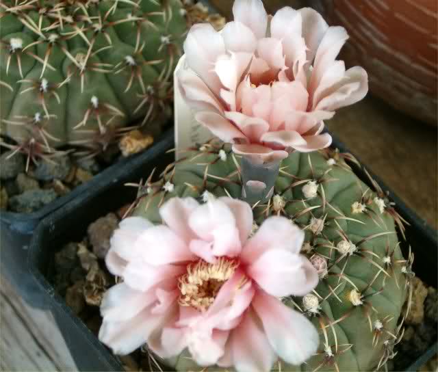 Gymnocalycium quehlianum 