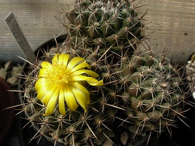 Thelocactus saussieri lau 1009