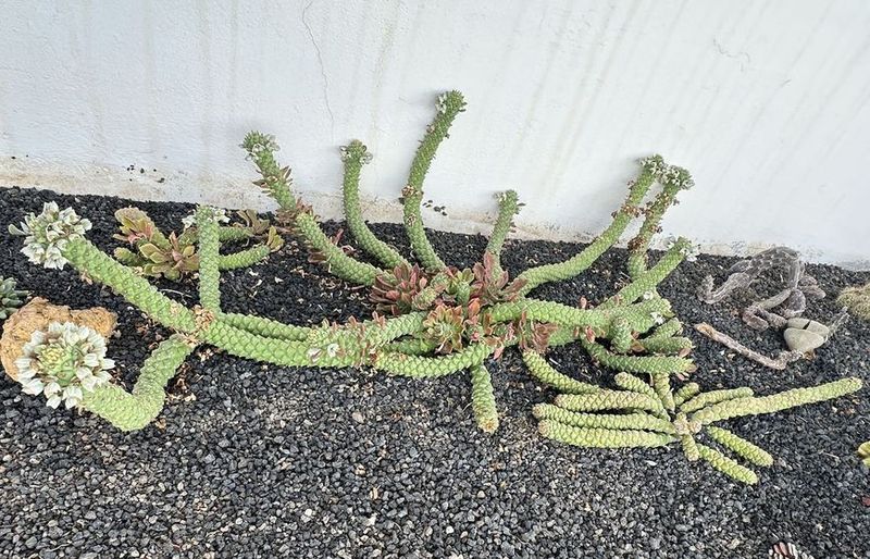 monadenium guentheri