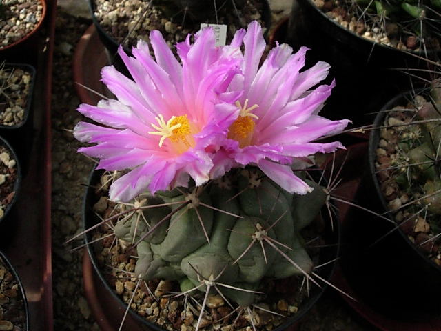 thelocactus santaclarensis 