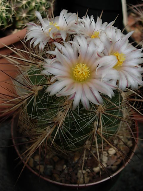 Thelocactus lausseri 