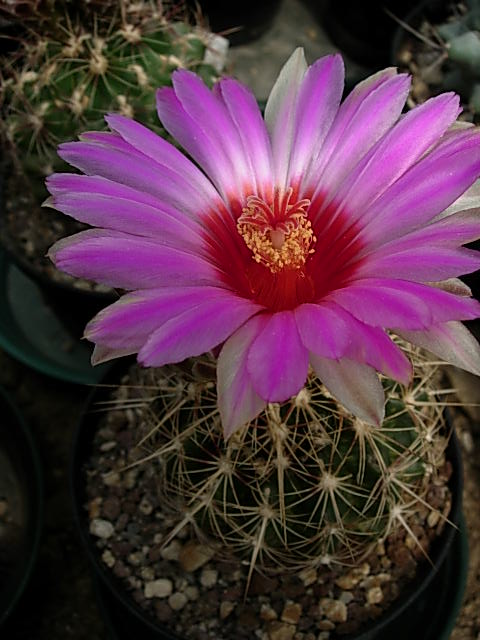 thelocactus bicolor ssp. schwarzii 