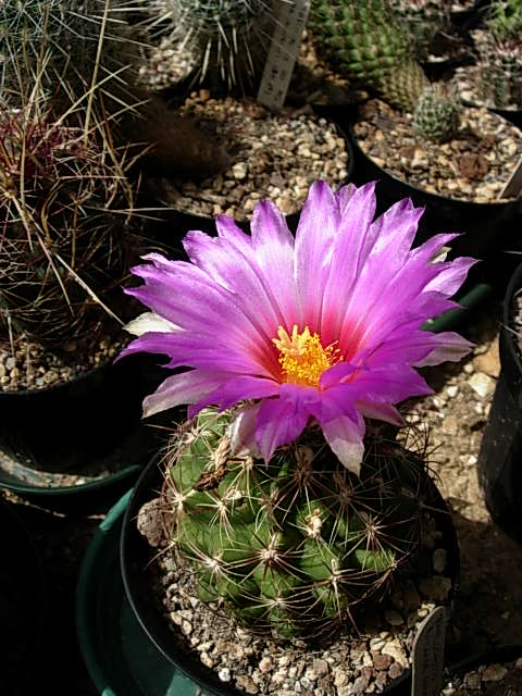 thelocactus bicolor v. mapimiensis 