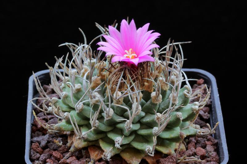 Turbinicarpus alonsoi 