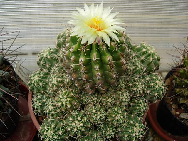 Thelocactus leucacanthus 