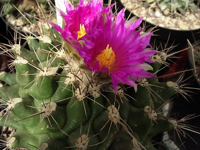 thelocactus matudae