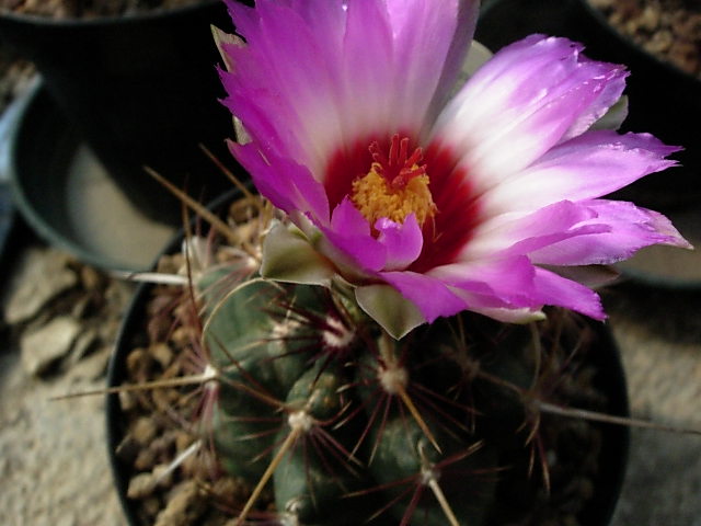 Thelocactus bicolor v. texensis 