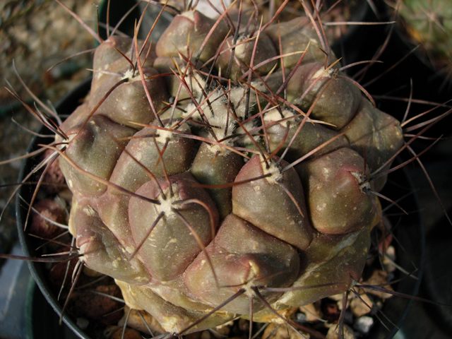 Thelocactus tulensis v. buekii 