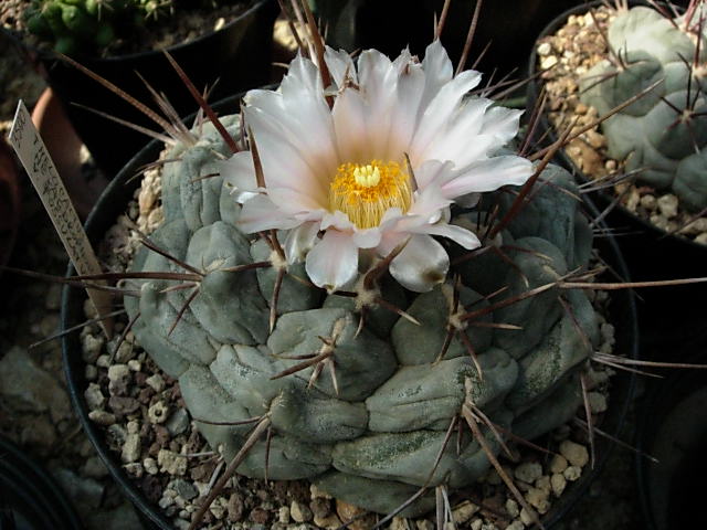 Thelocactus hexaedrophorus v. fossulatus 