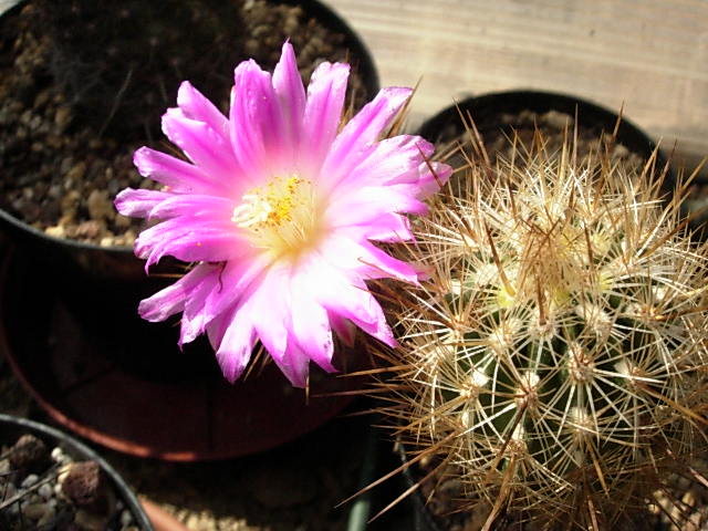 Thelocactus hastifer 