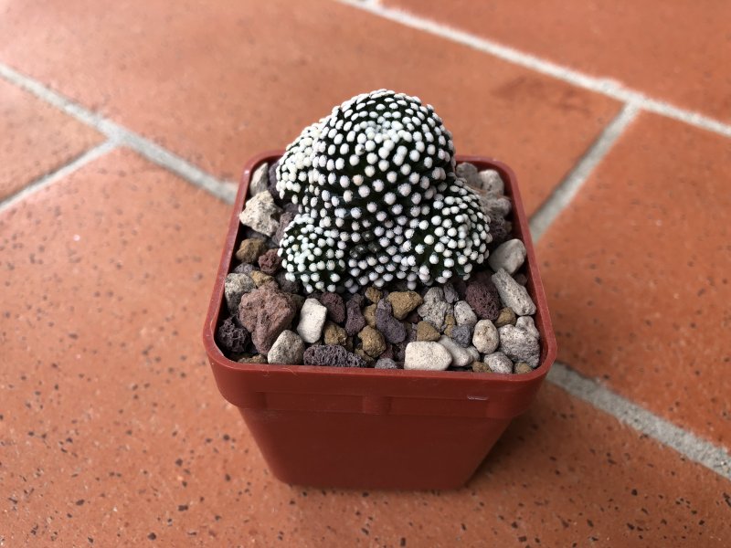 Mammillaria luethyi 