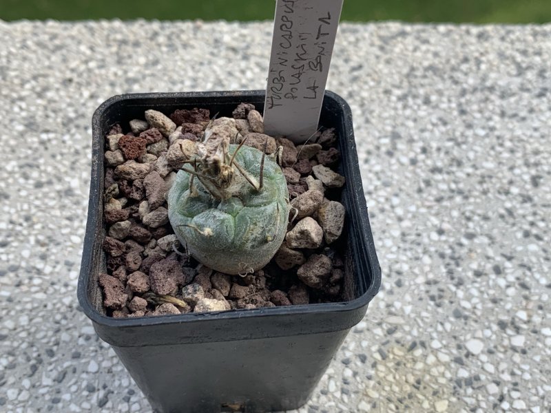 Turbinicarpus polaskii 