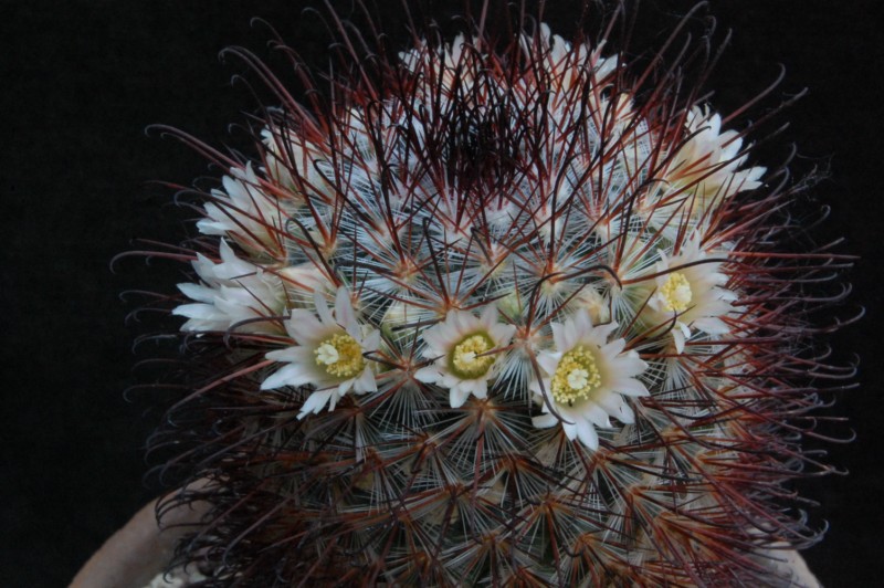 Mammillaria moelleriana 