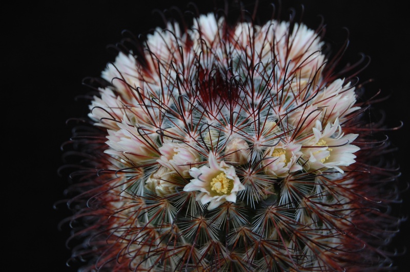 Mammillaria moelleriana ROG 003a