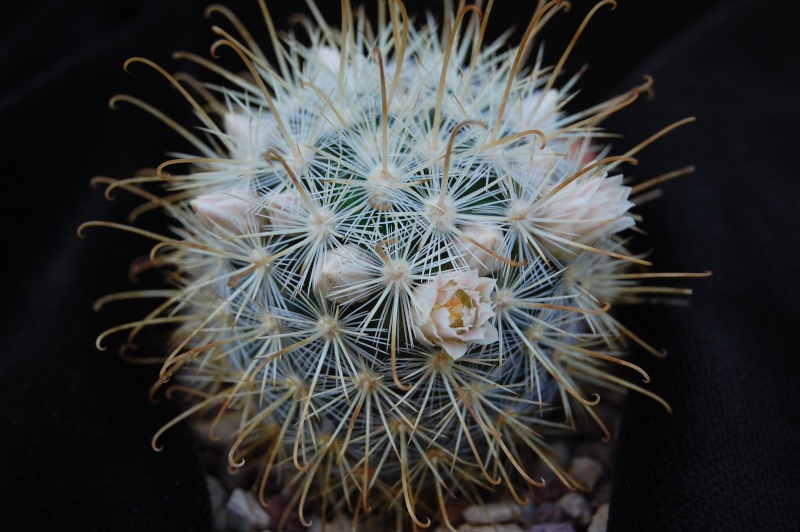 Mammillaria cowperae P 456