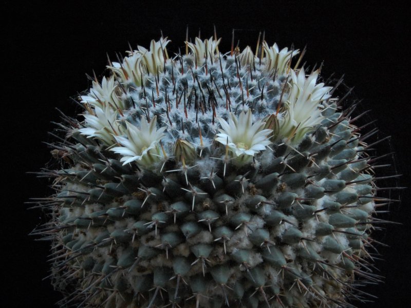 Mammillaria lloydii 