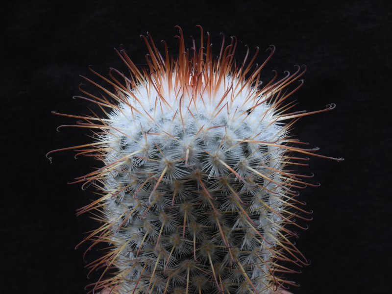 Mammillaria bombycina ROG 383