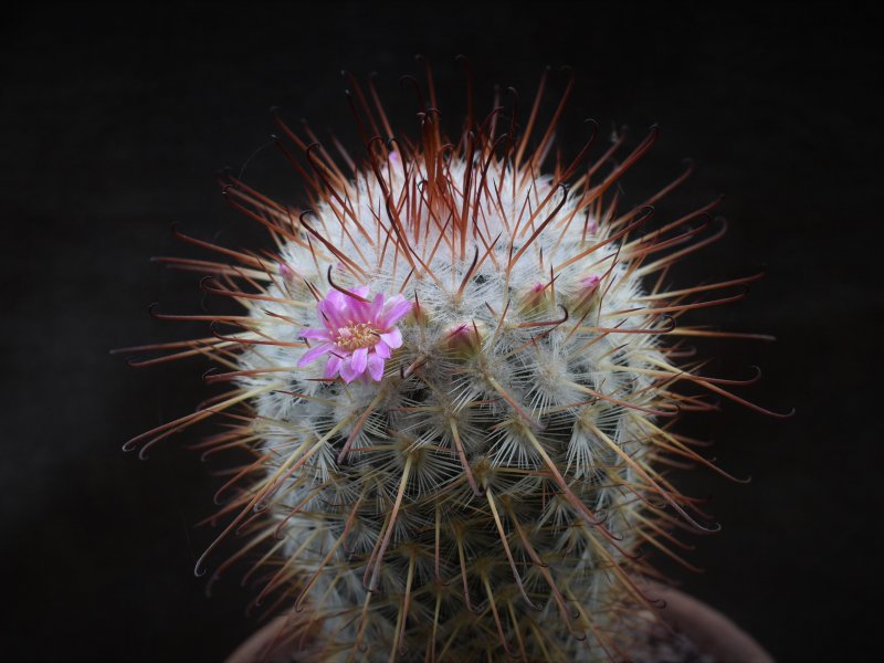 Mammillaria bombycina ROG 383