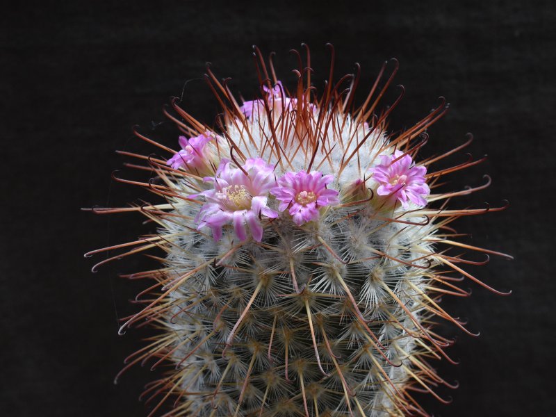 Mammillaria bombycina ROG 383