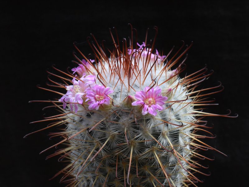 Mammillaria bombycina ROG 383