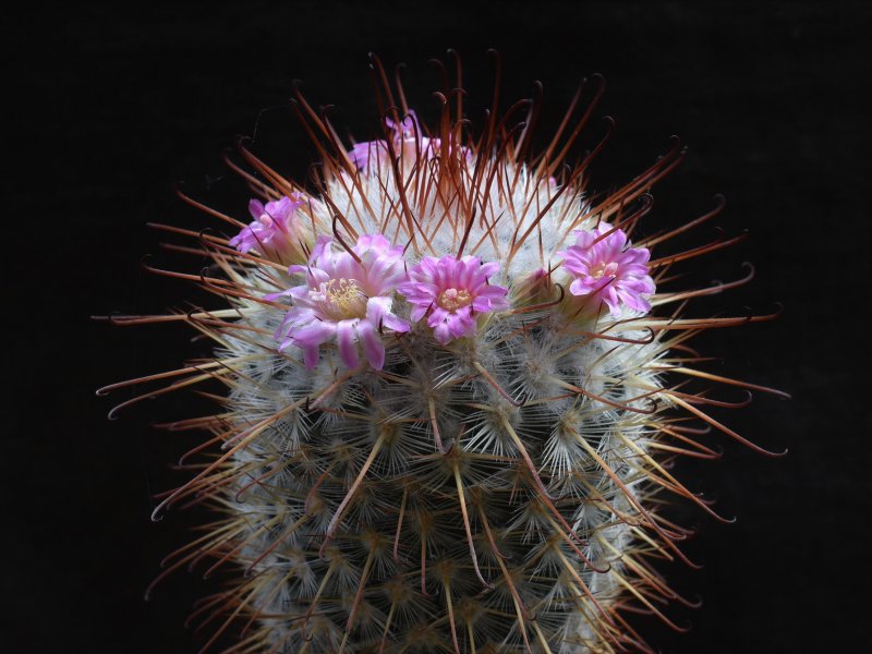 Mammillaria bombycina ROG 383