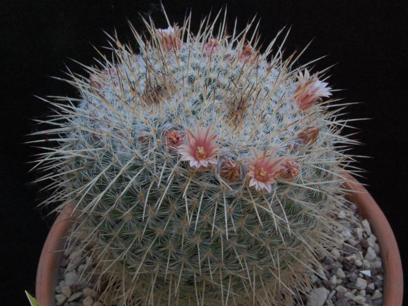 Mammillaria morganiana 