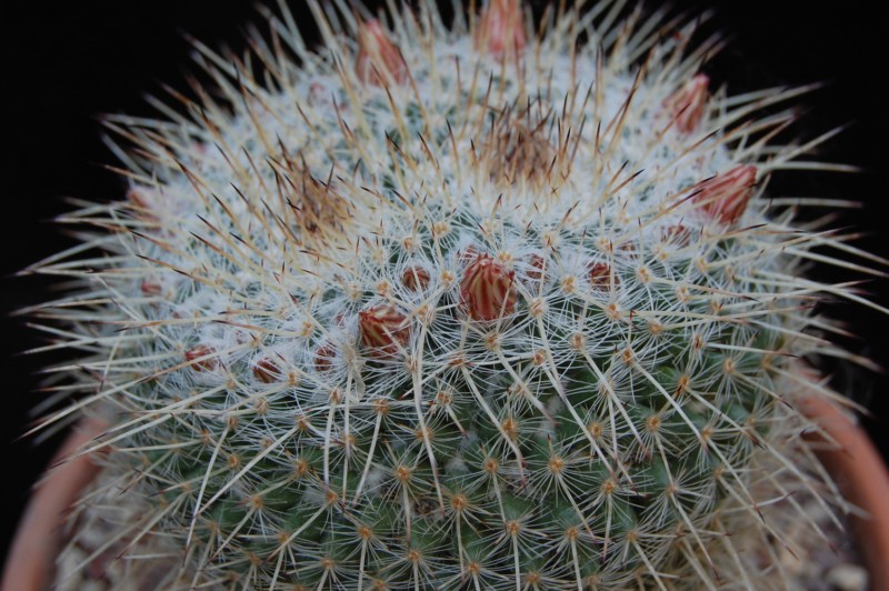 Mammillaria morganiana 