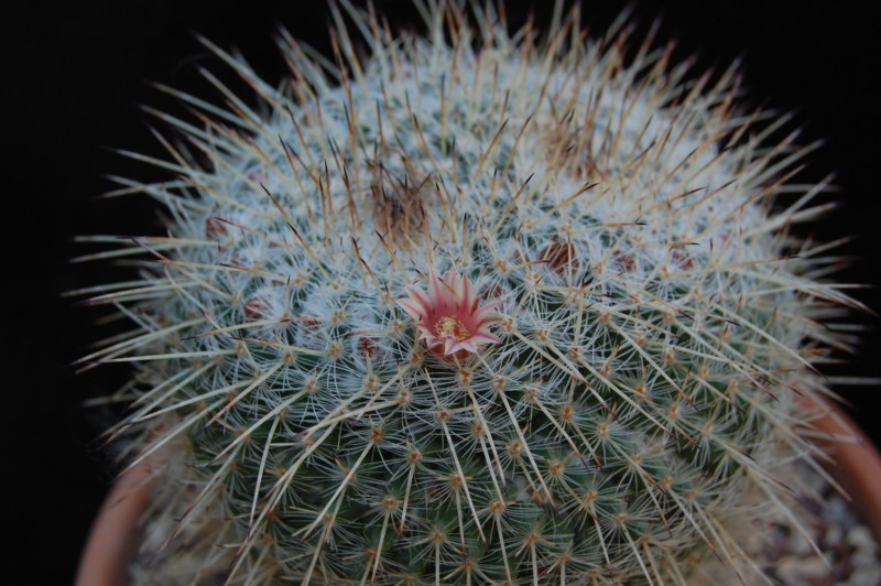 Mammillaria morganiana 