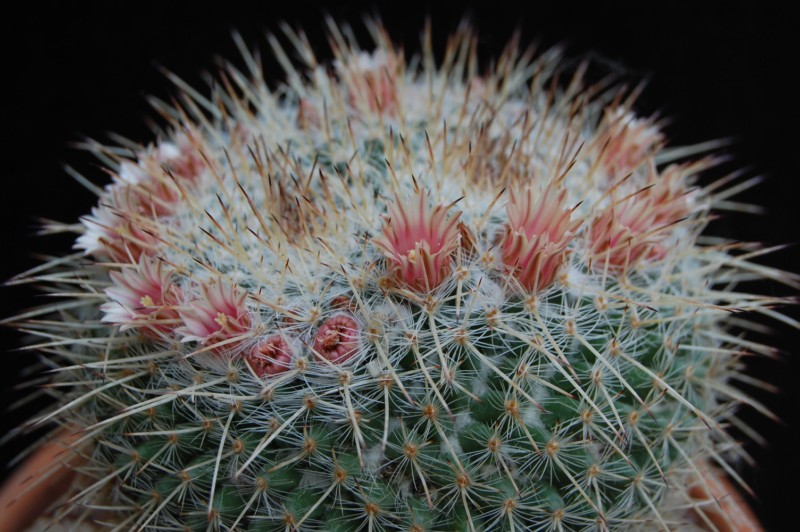 Mammillaria morganiana 